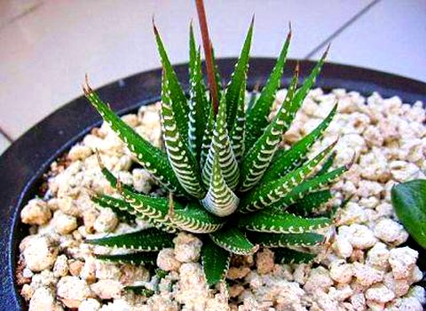 辦公桌植物 辦公桌植物